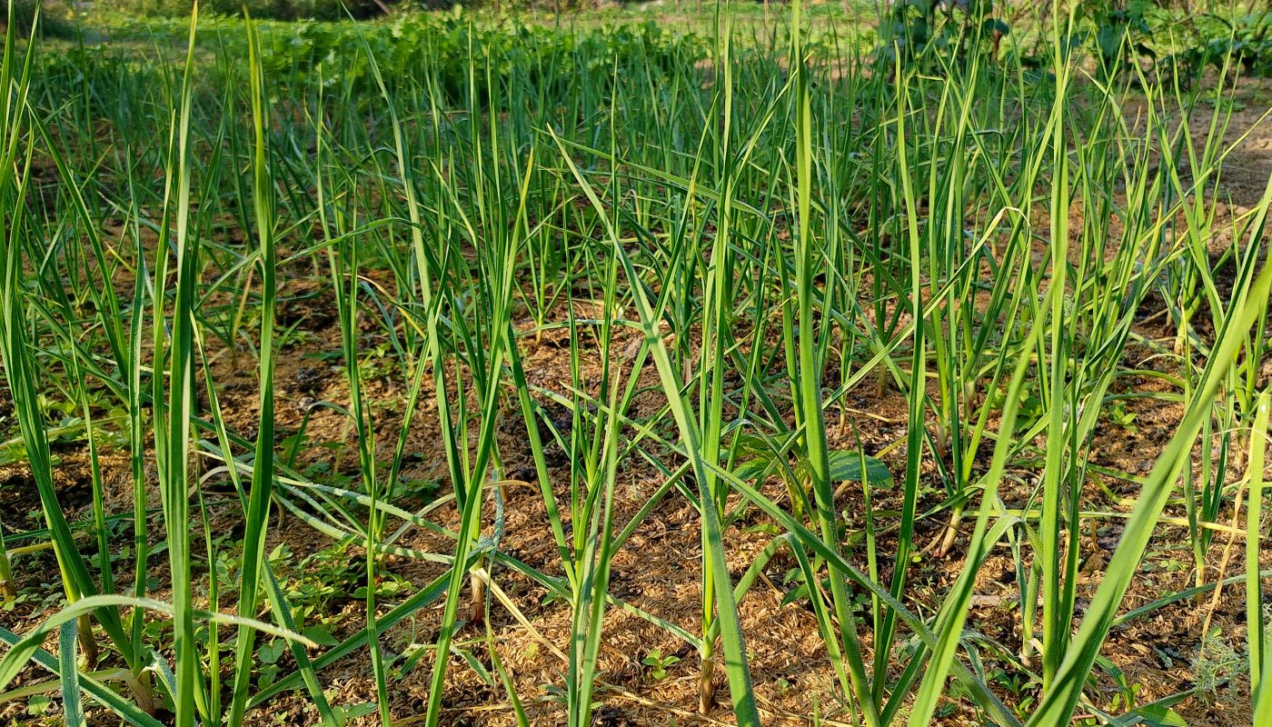 Garlic Field