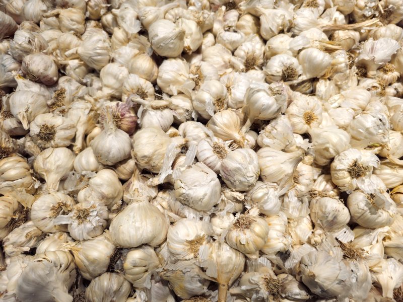 Fresh Garlic Heap