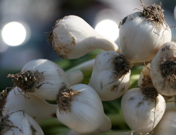 Super Shanker garlic